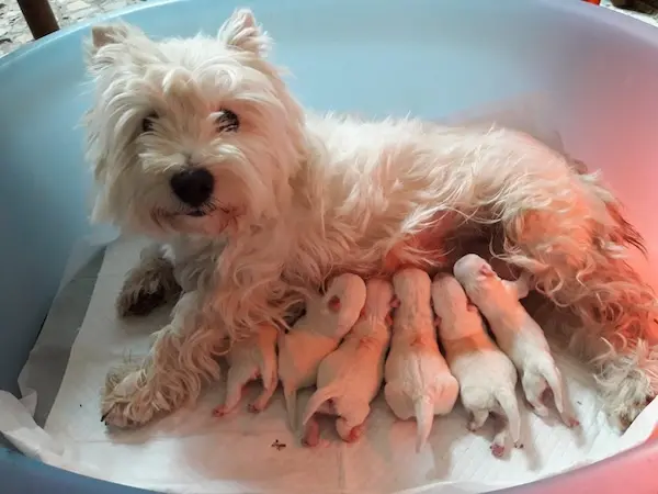 Cuccioli di Westie in allevamento