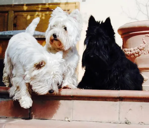 Westie nel giardino