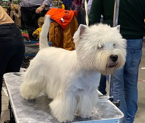 Westie in mostra