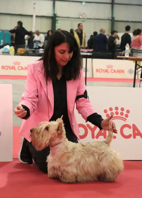 Allevamento La Banda dei Terrier