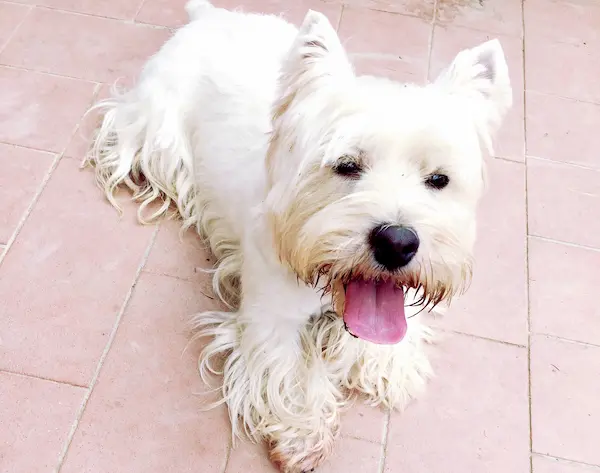 Westie in mostra