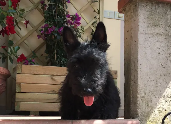 Westie nel giardino