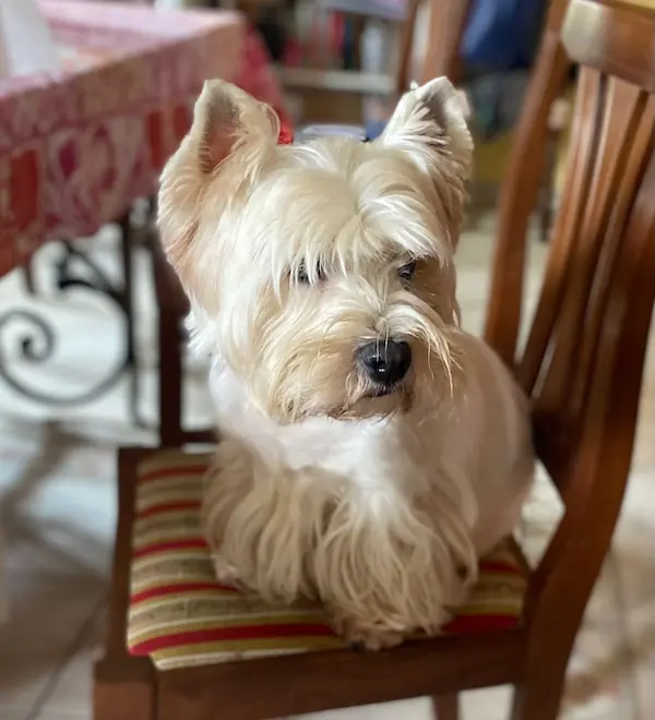 Allevamento La Banda dei Terrier