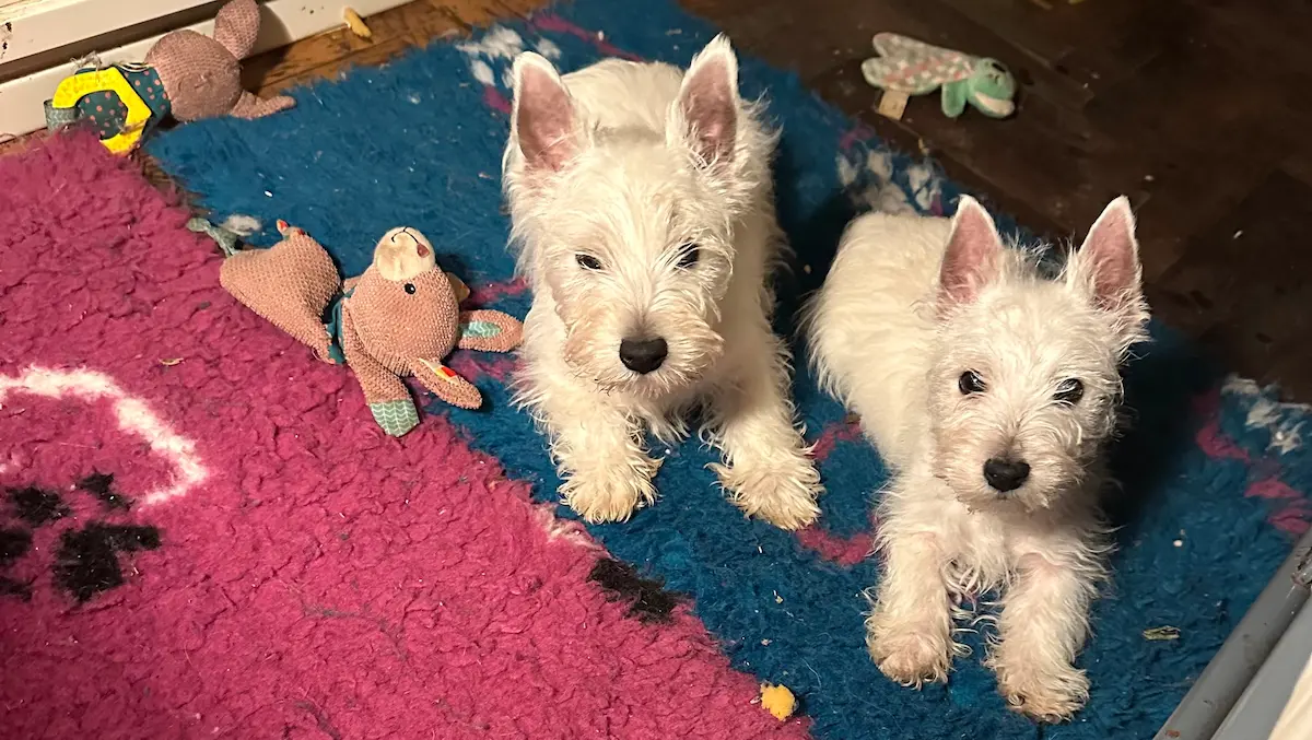 Allevamento La Banda dei Terrier