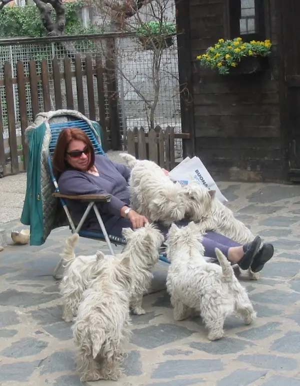 Allevamento dei Castelli in Aria