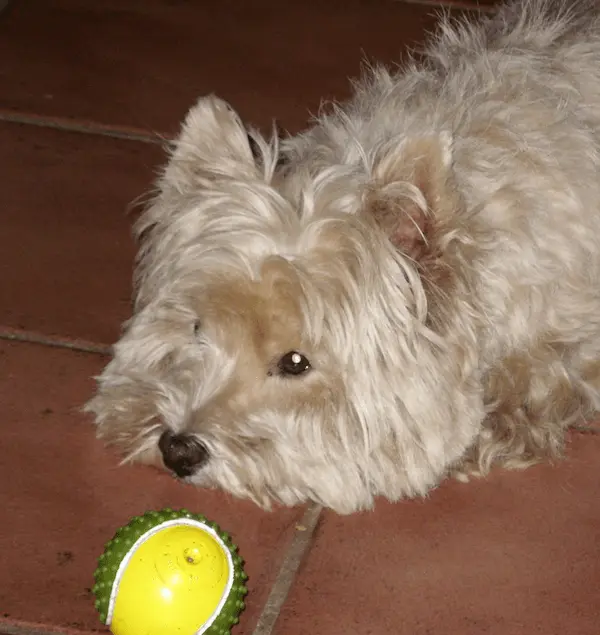 Allevamento dei Castelli in Aria