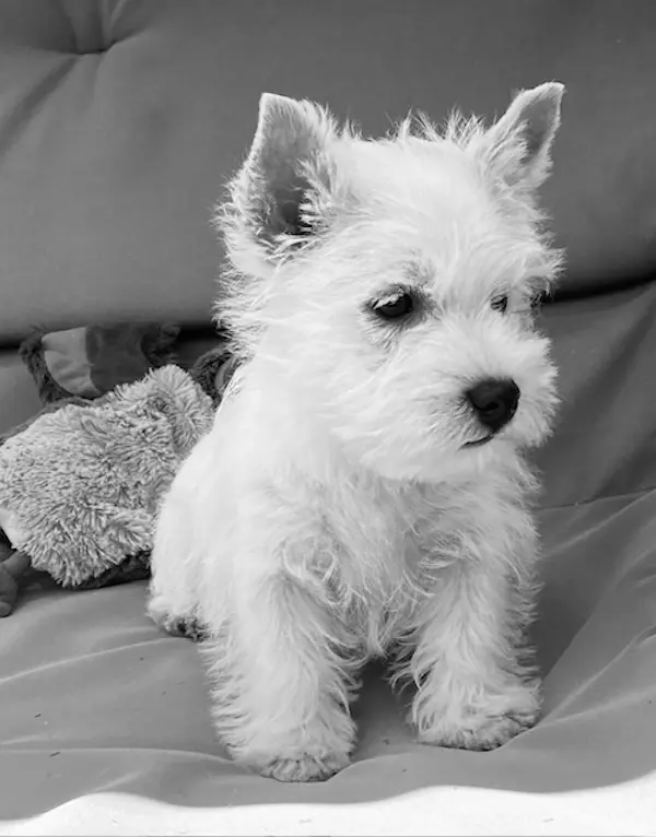 Westie vincitore di esposizione