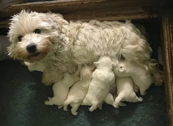 Westie adulto dell'allevamento La Rossella