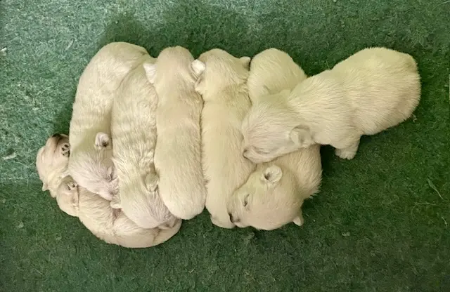 Cuccioli di Westie La Rossella