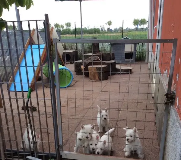 Westie campione in esposizione