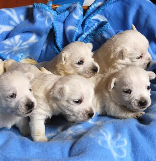 Interviste Allevatori Westie