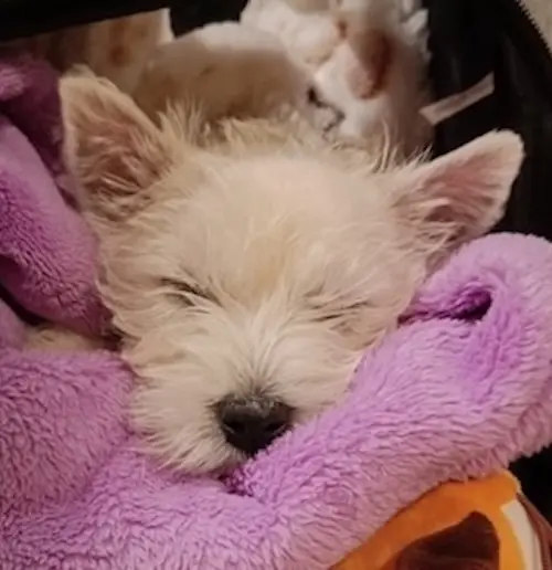 Interviste Allevatori Westie