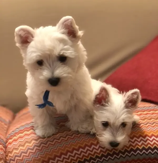 Cuccioli di Westie presi da allevatore