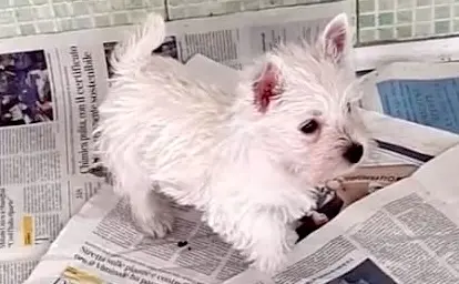 Cuccioli di Westie presi da allevatore