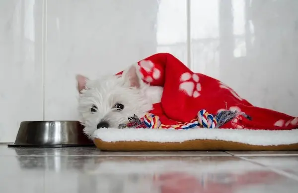 Westie che viene preparato per l'anestesia