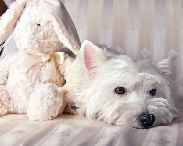 Westie durante il risveglio dall'anestesia