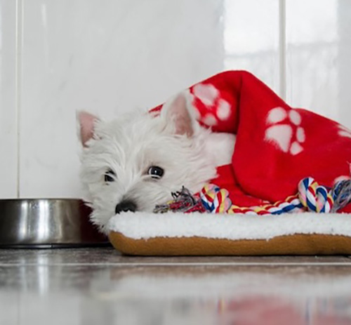 Piante e fiori pericolosi per i Westie
