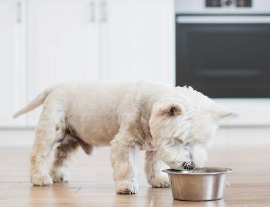 Come gestire il vomito nel cane a casa