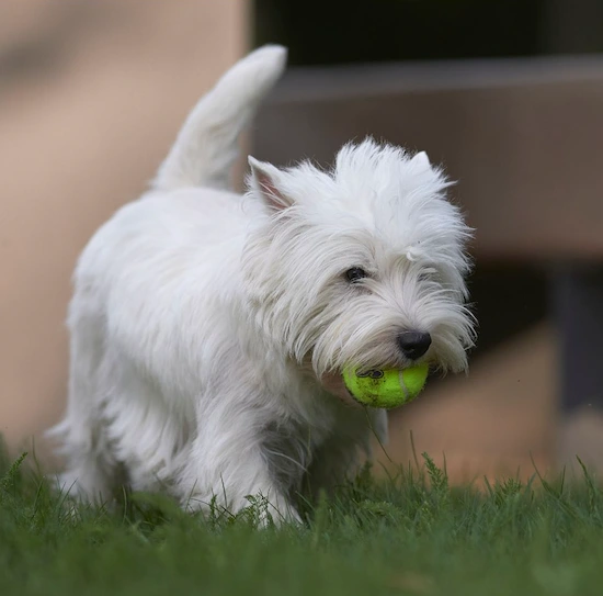 Come gestire il vomito nel cane a casa