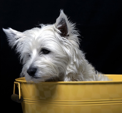 Cosa fare quando il cane vomita