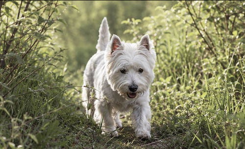 Westie nel bosco tra erba e cespugli