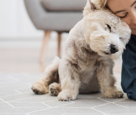 Come gestire il vomito nel cane a casa