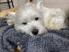 Immagine Westie