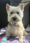 Westie iscritti di recente