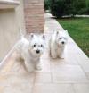 Immagine Westie