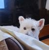 Immagine Westie