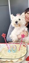 Westie iscritti di recente