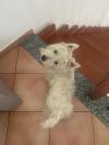 Immagine Westie
