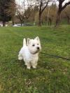 Immagine Westie