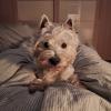 Immagine Westie