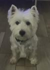 Westie iscritti di recente