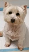 Immagine Westie