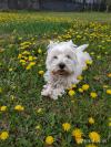 Immagine Westie