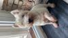 Westie iscritti di recente