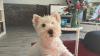 Immagine Westie