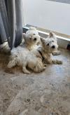 Westie iscritti di recente