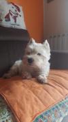 Immagine Westie