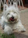 Immagine Westie