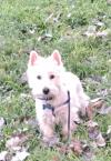 Immagine Westie