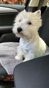 Immagine Westie