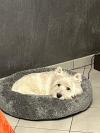 Immagine Westie