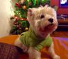 Immagine Westie