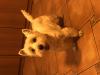 Immagine Westie