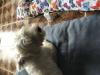 Immagine Westie