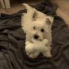 Immagine Westie
