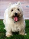 Immagine Westie